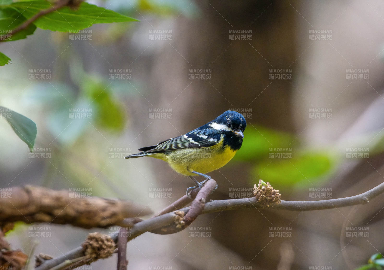 黄腹山雀栖息枝头图片