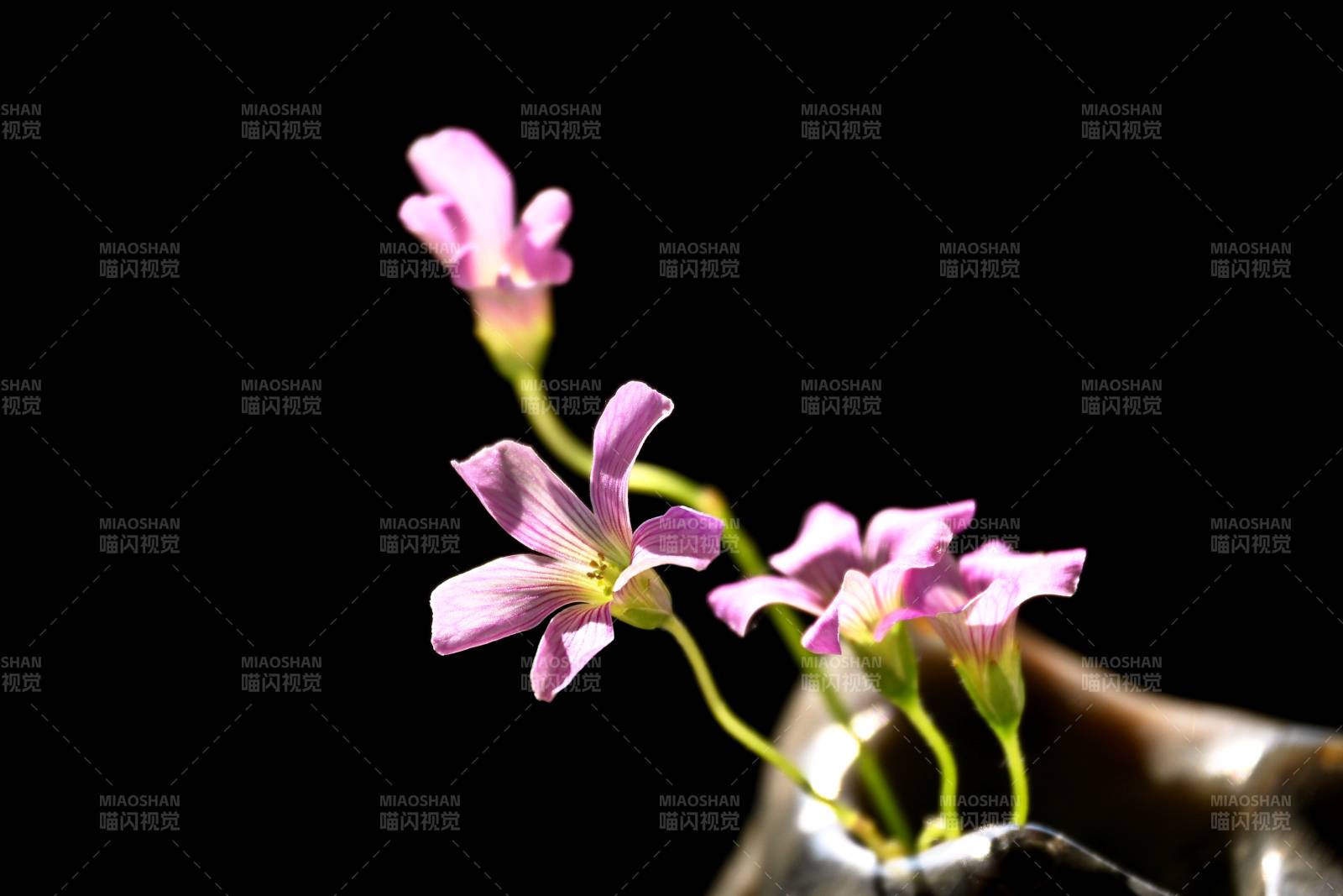 紫花静绽放图片