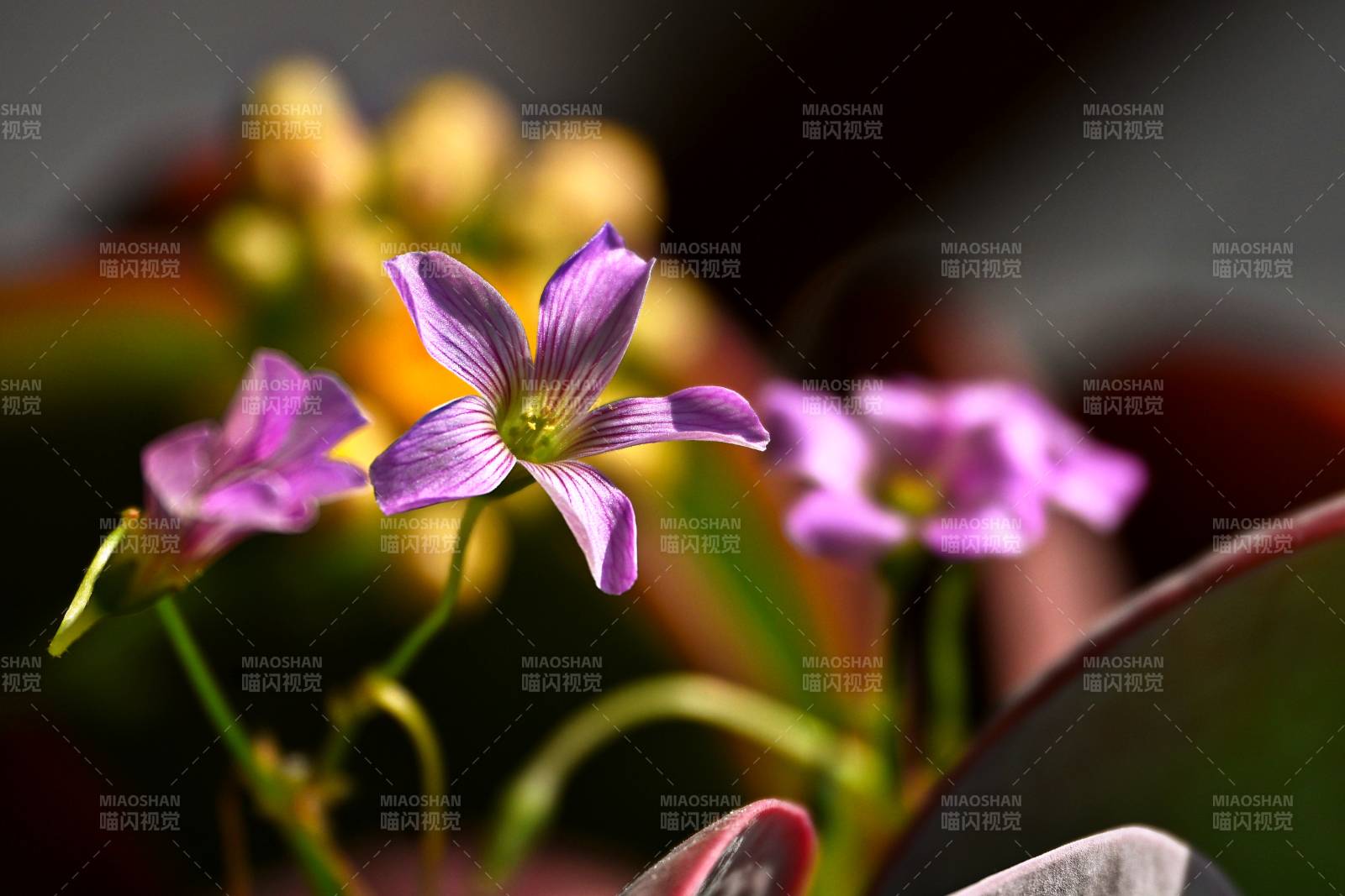 紫花绽放 春意盎然图片