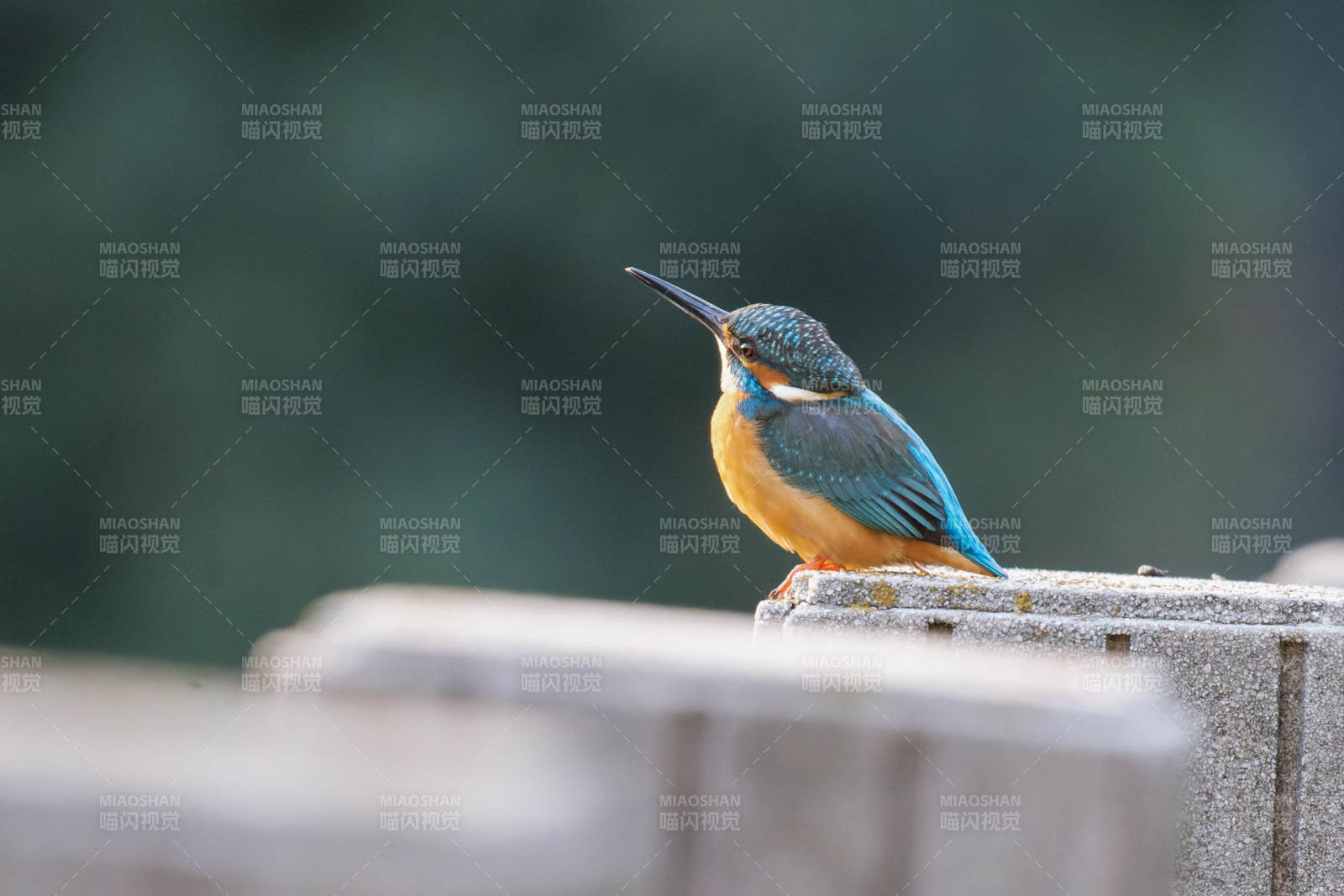 翠鸟栖息石栏图片