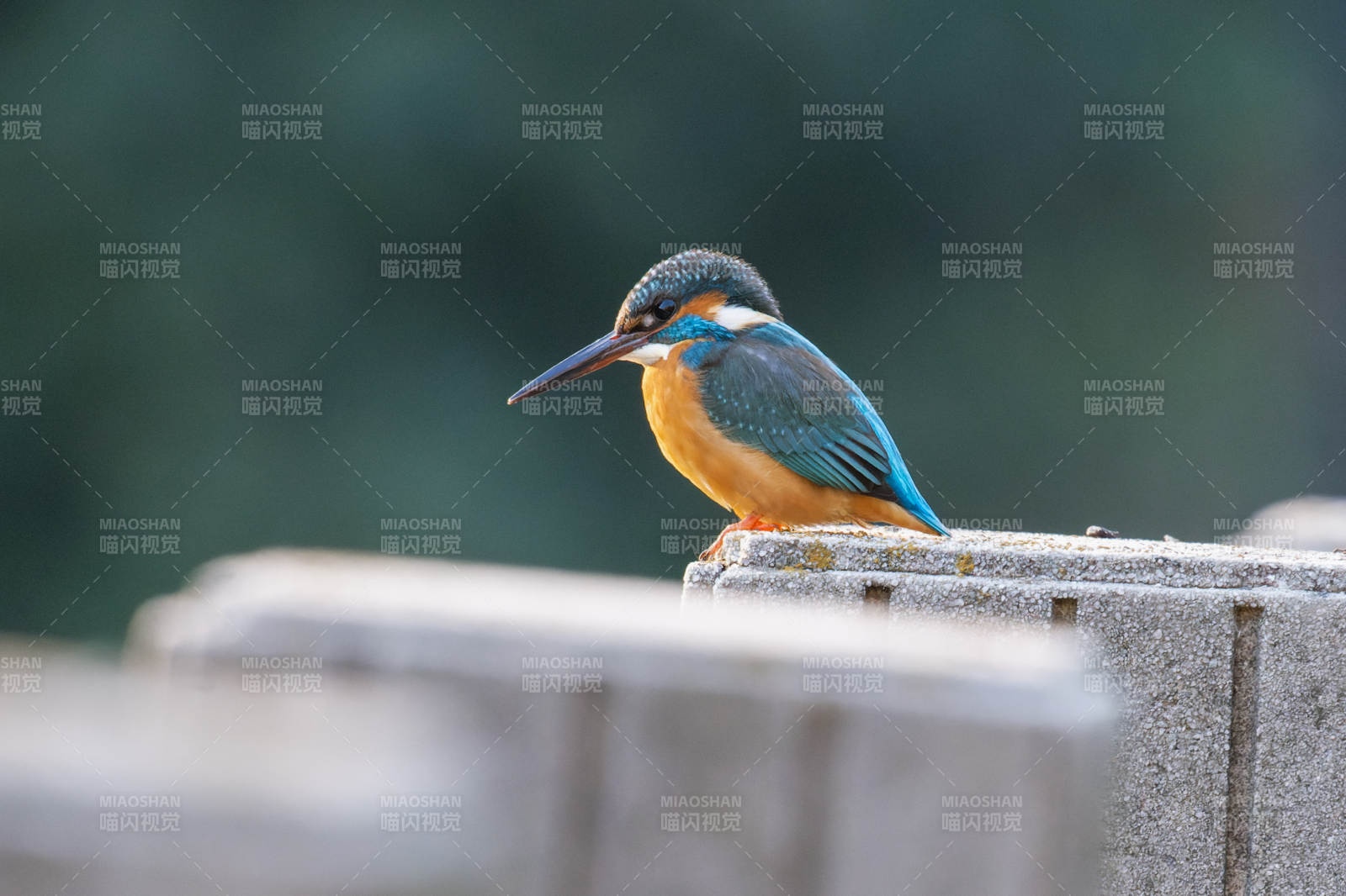 翠鸟栖息石上图片