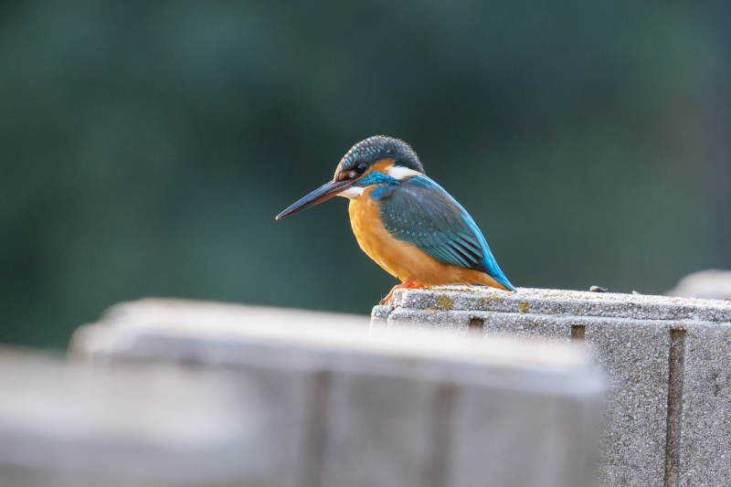 翠鸟栖息石上图片