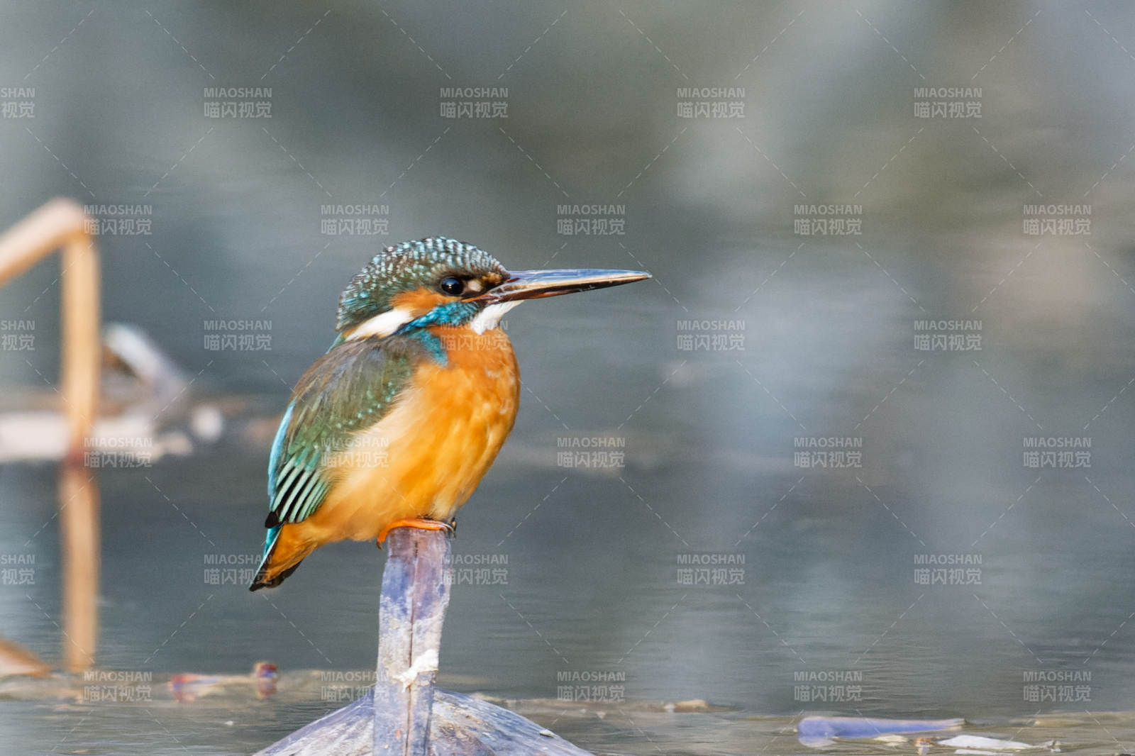 翠鸟栖息水边图片