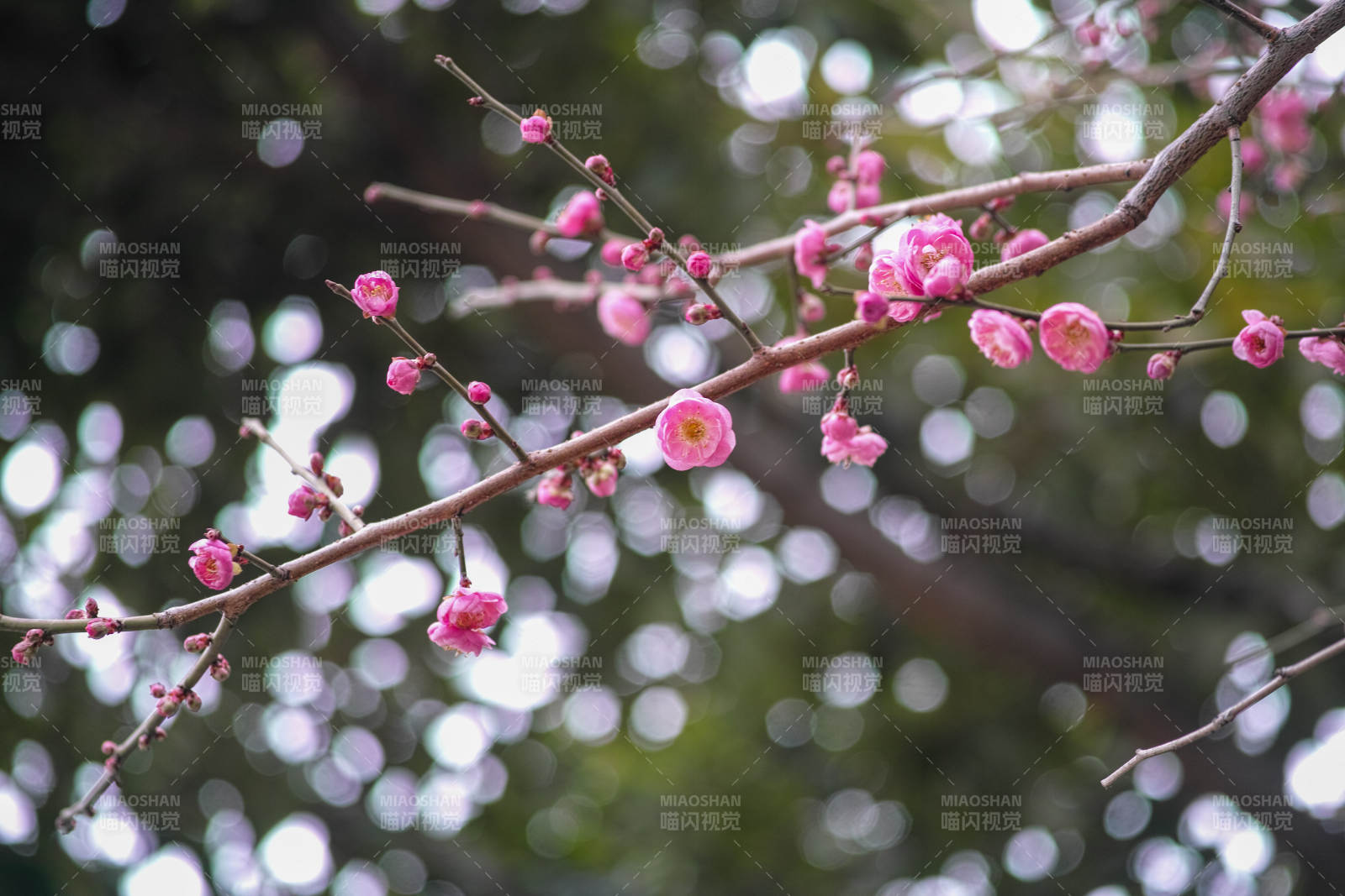 梅花绽放枝头图片