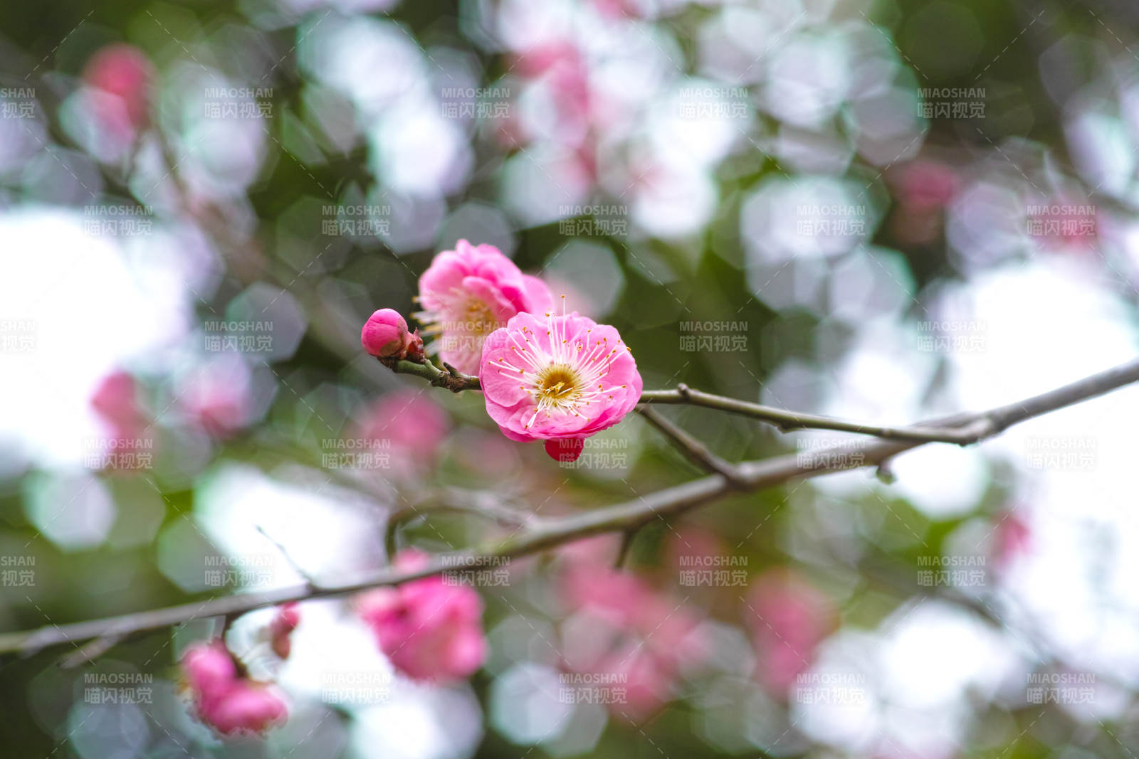 粉梅绽放枝头图片