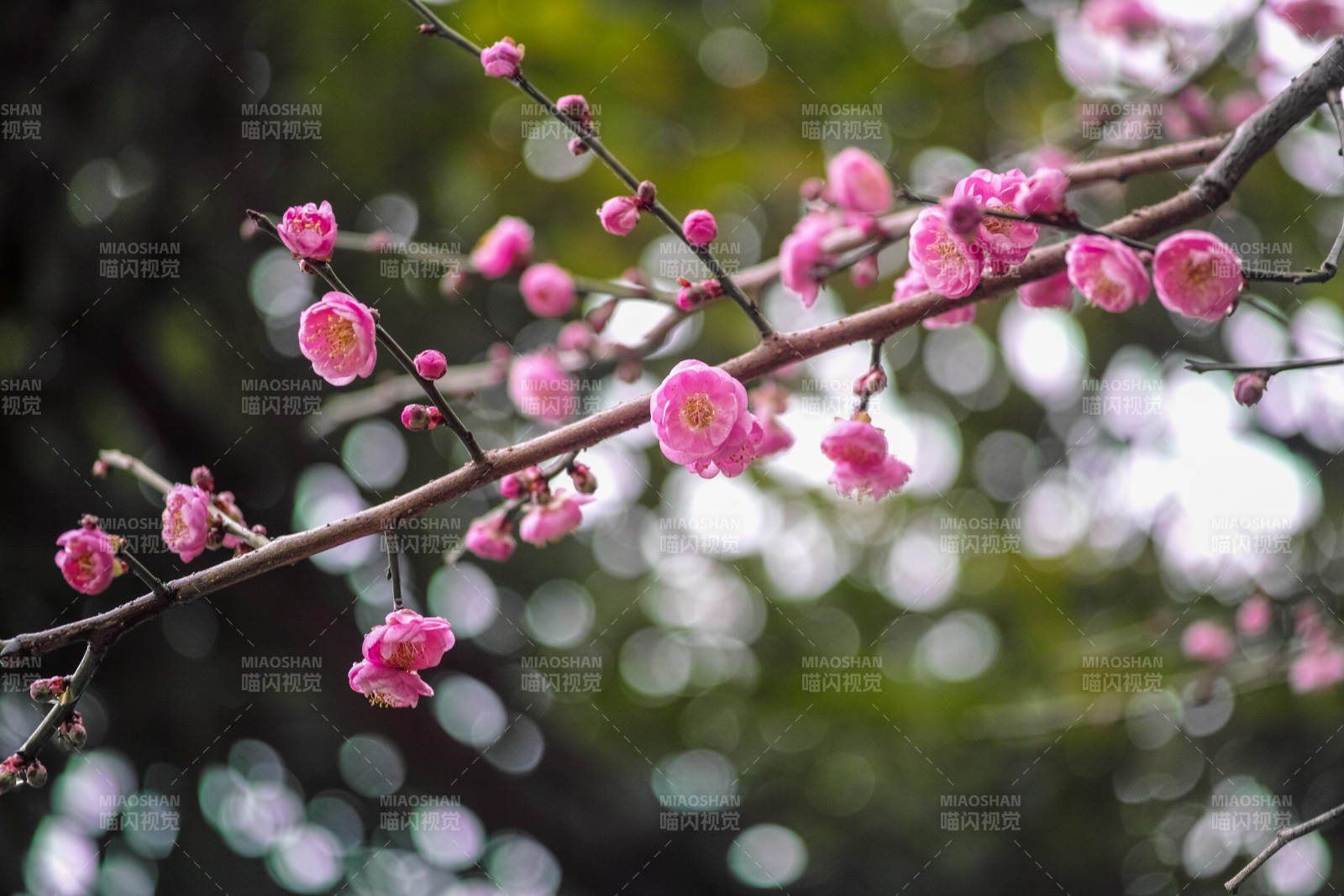 梅花绽放枝头图片