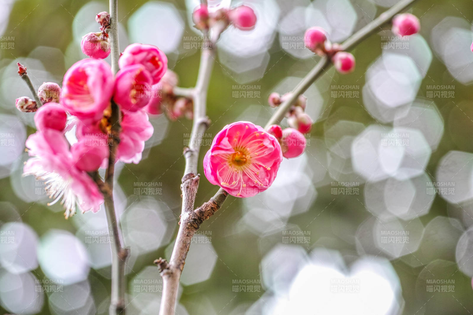 梅花绽放枝头图片