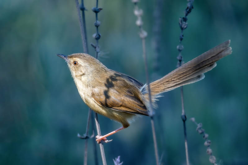 小鸟栖枝 静谧自然图片