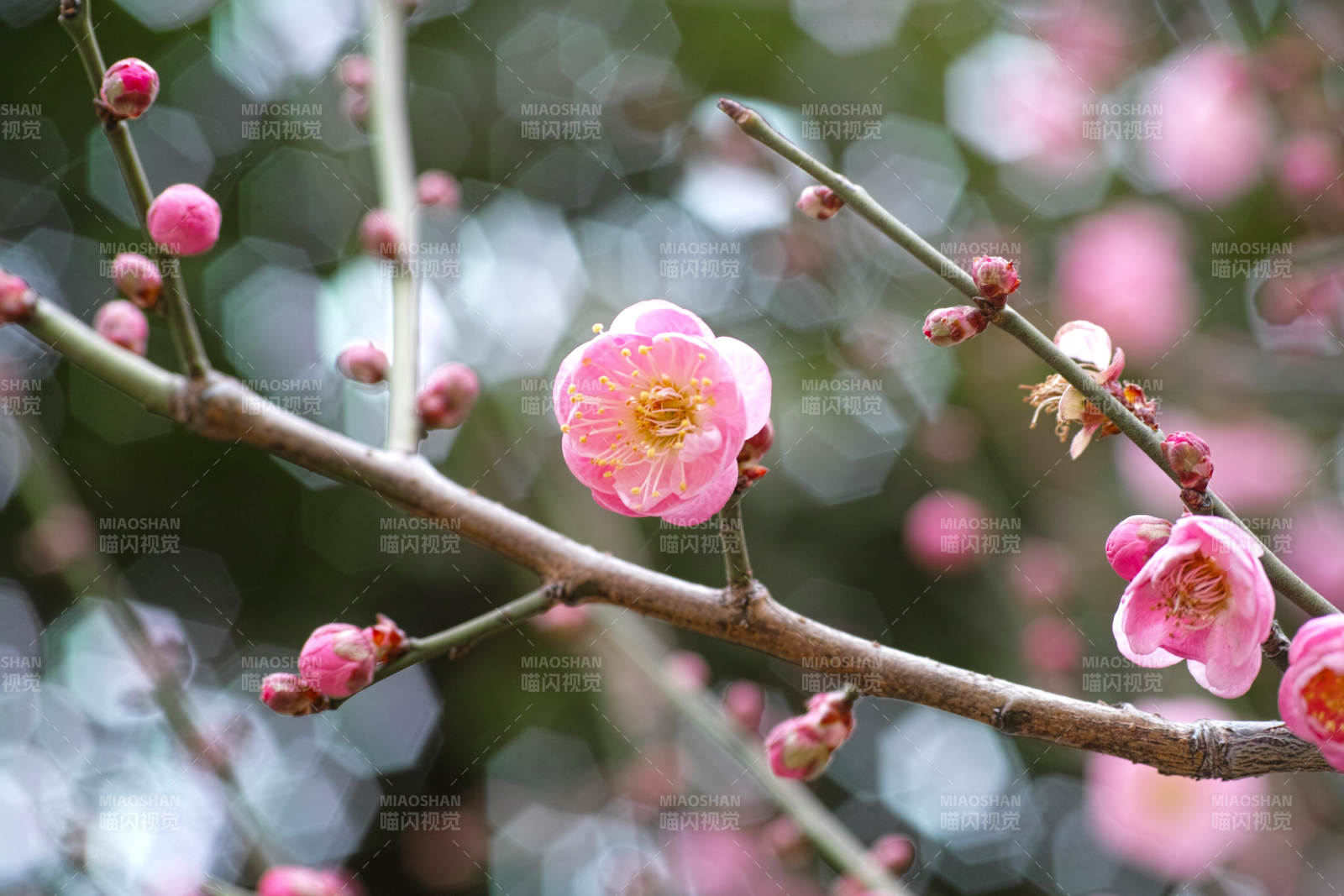 梅花绽放枝头图片