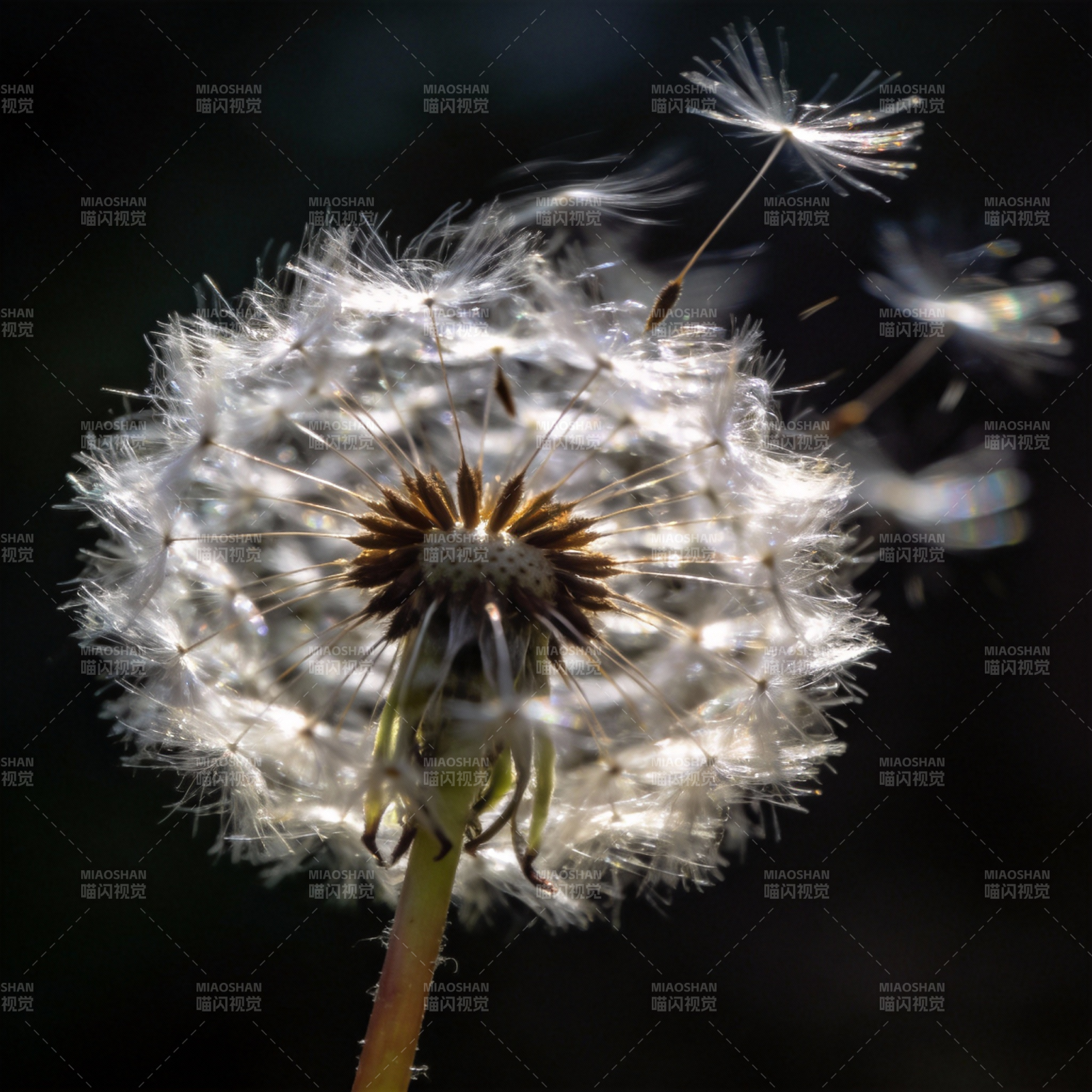蒲公英飘散图片
