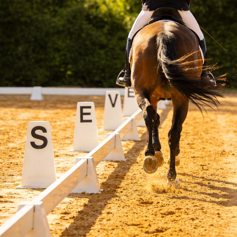 马术赛场上的飞驰图片