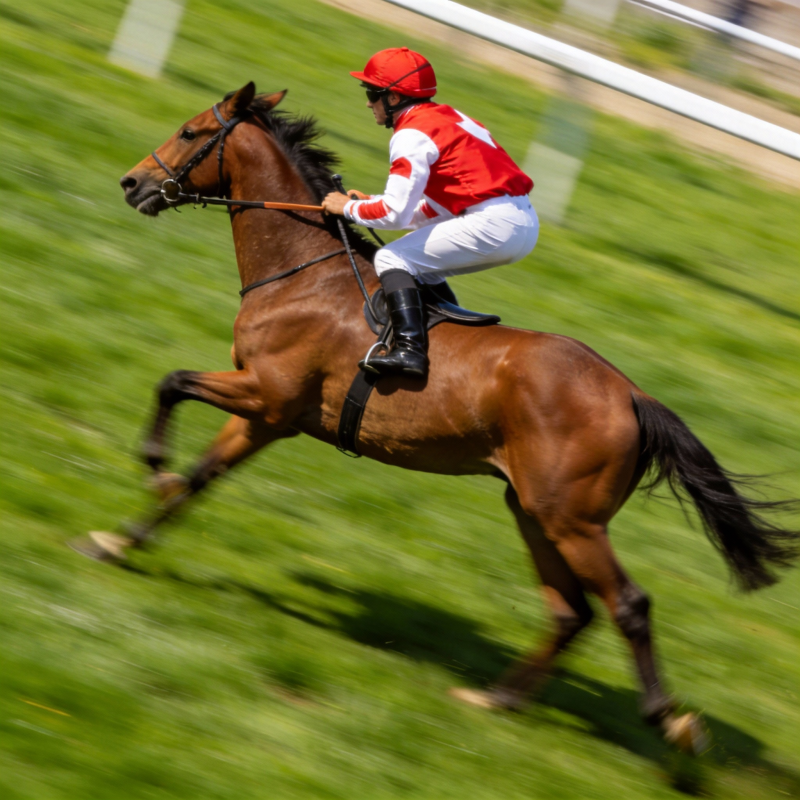 赛马飞驰瞬间图片