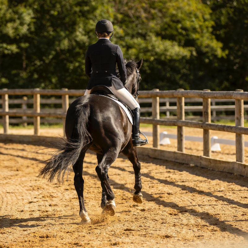 马术训练场景图片