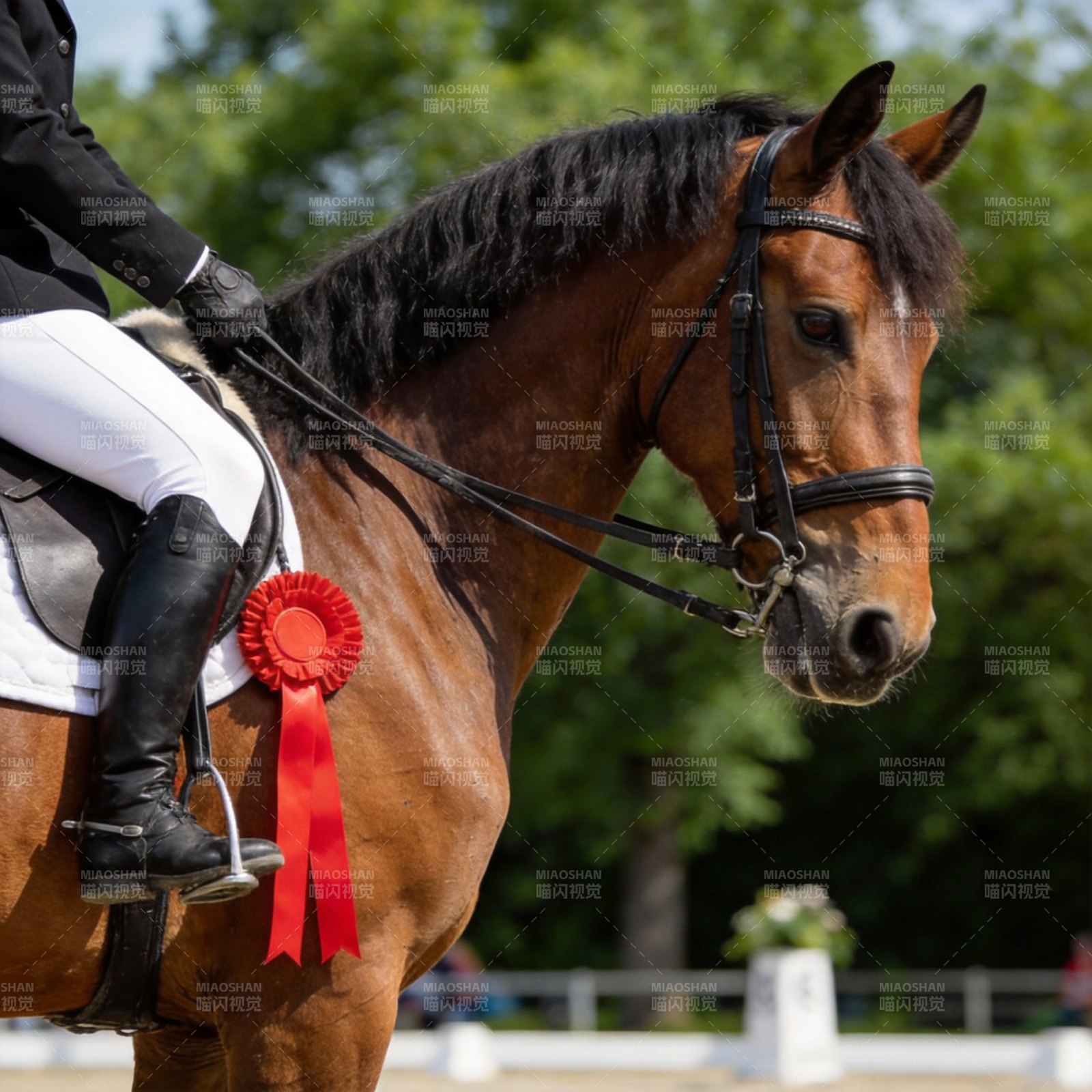 马术比赛获奖瞬间图片