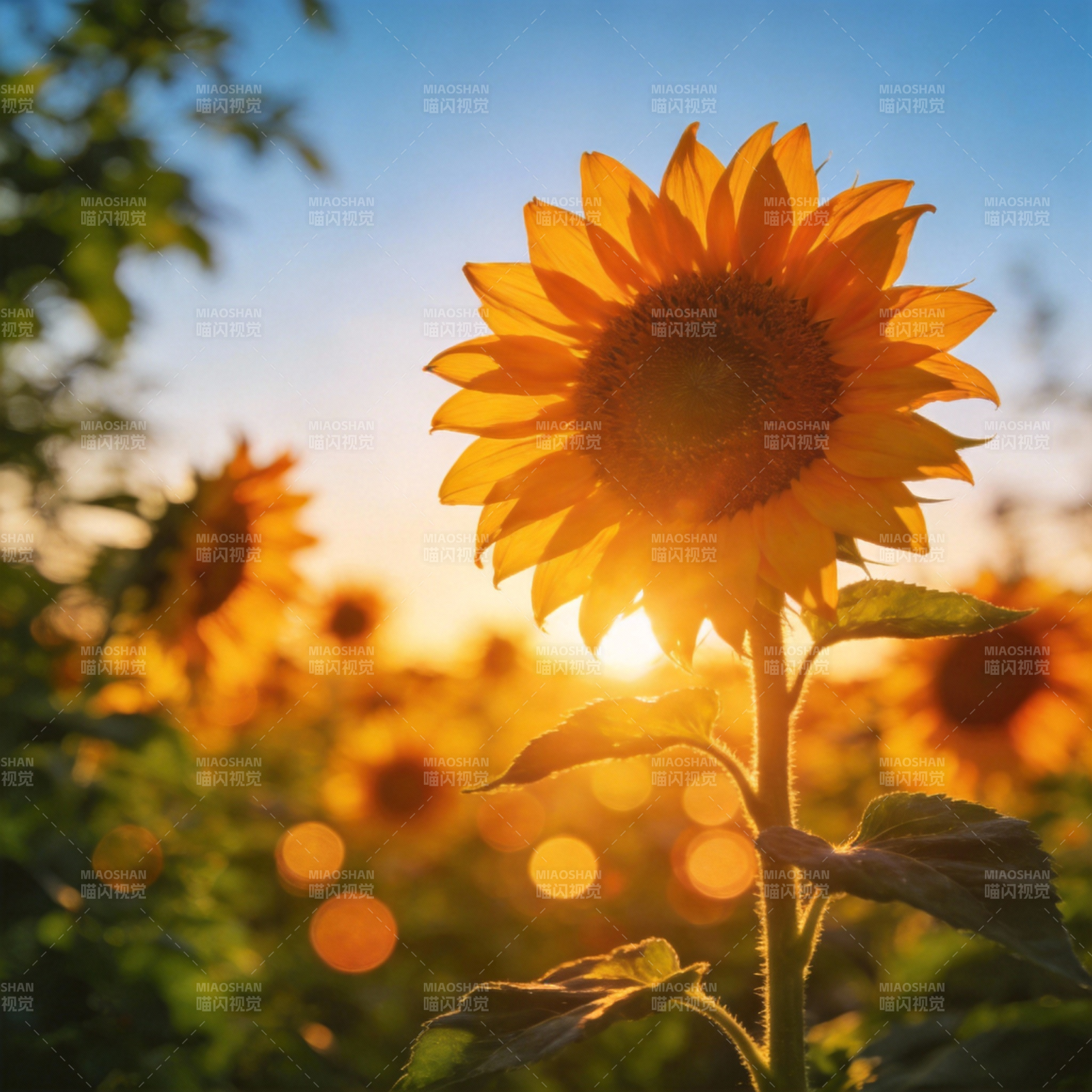 向日葵迎朝阳图片