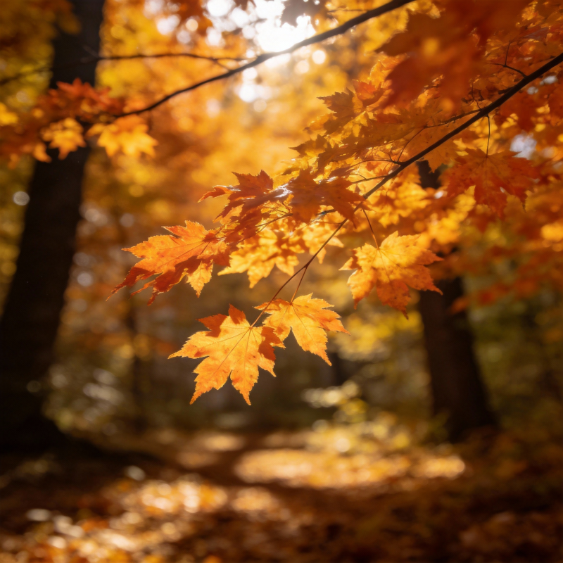 秋叶金光图片