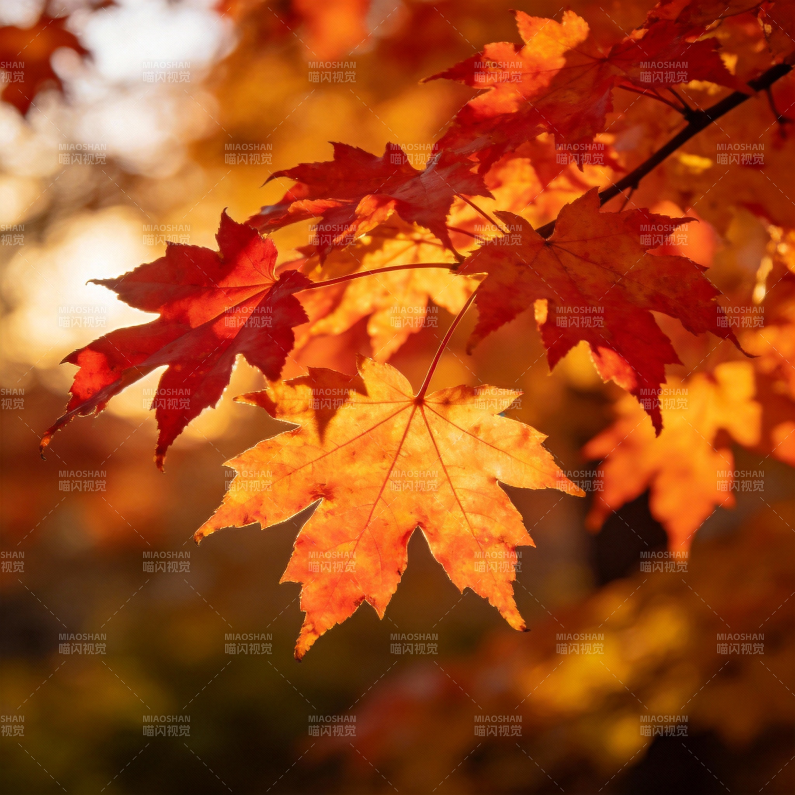 秋叶映光图片