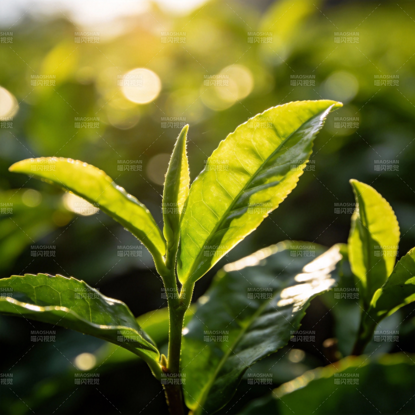 茶树新叶迎光图片