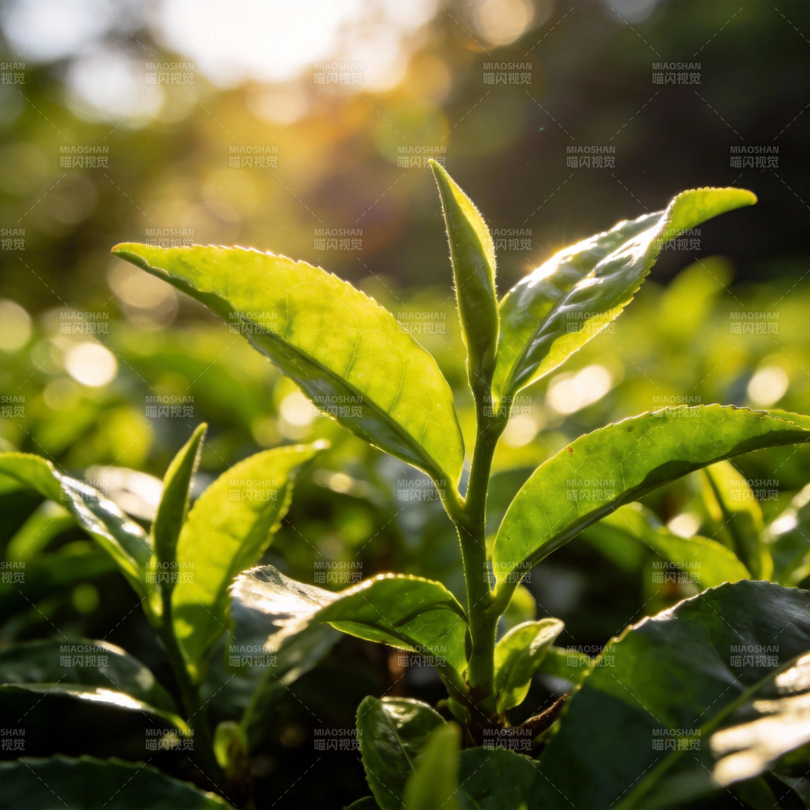 茶树嫩叶迎光生长图片