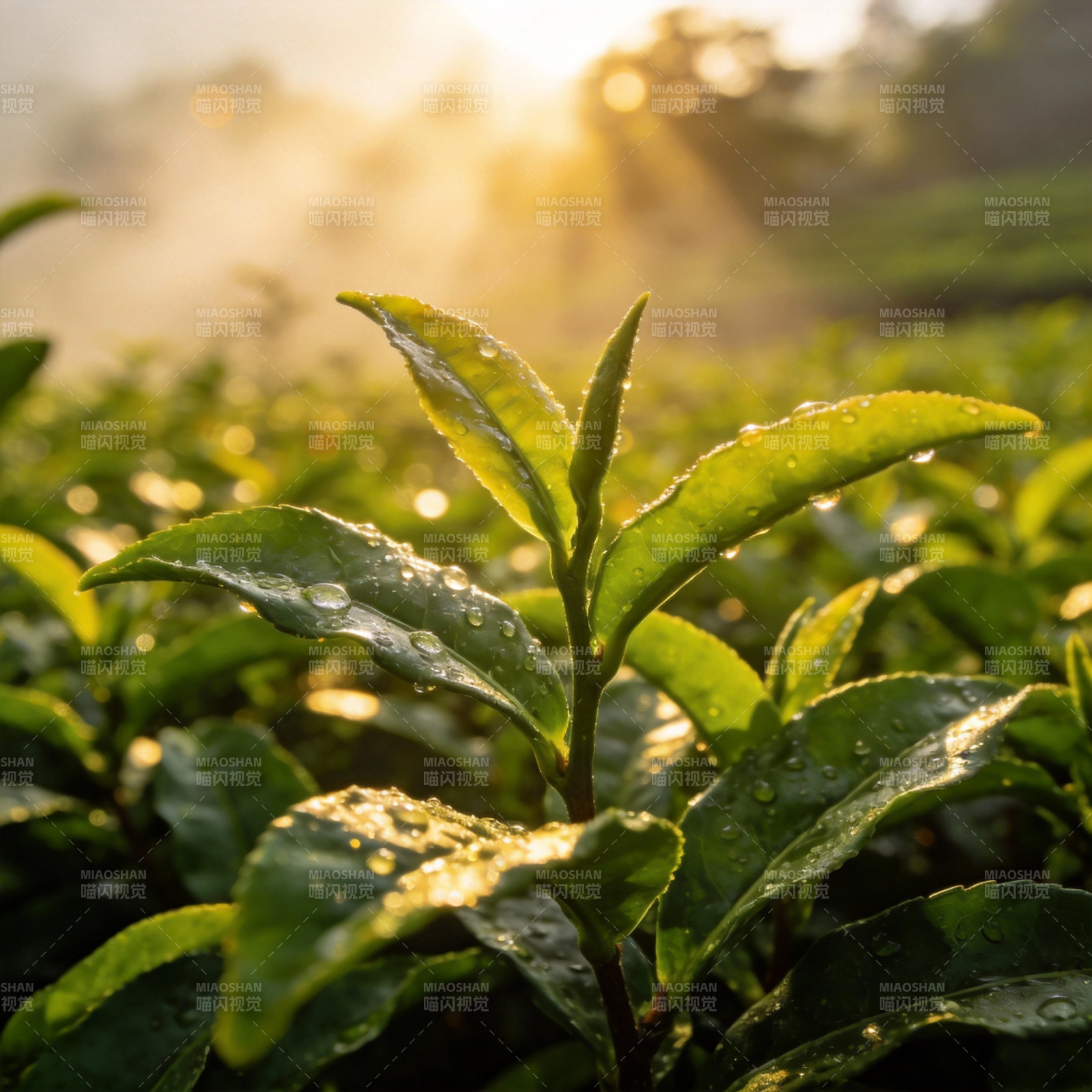 晨露茶芽图片