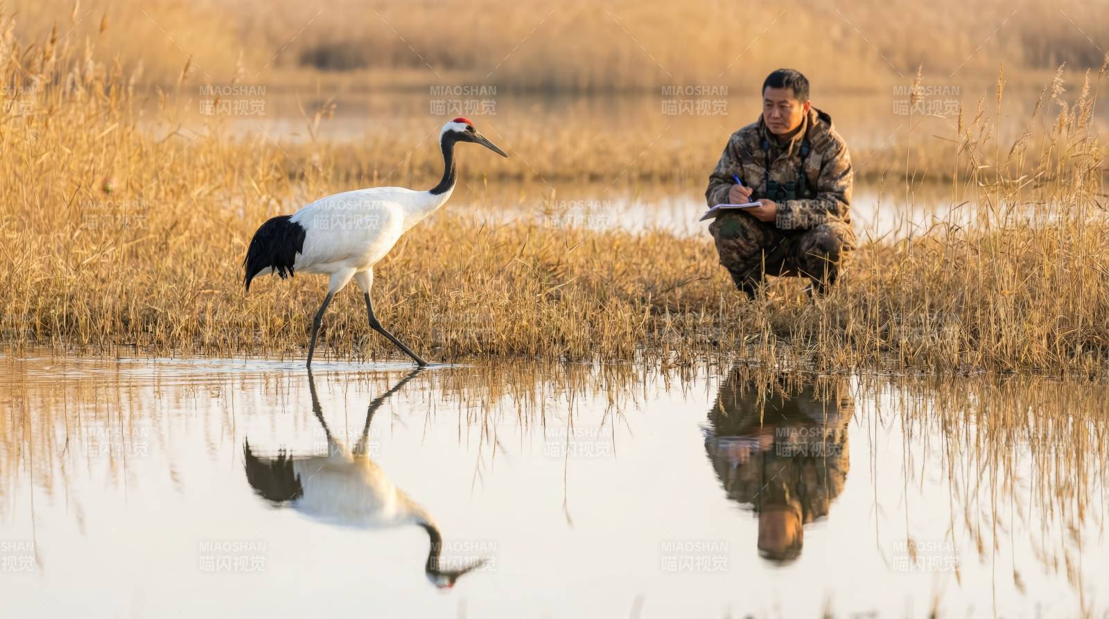 鹤影人踪水畔图片