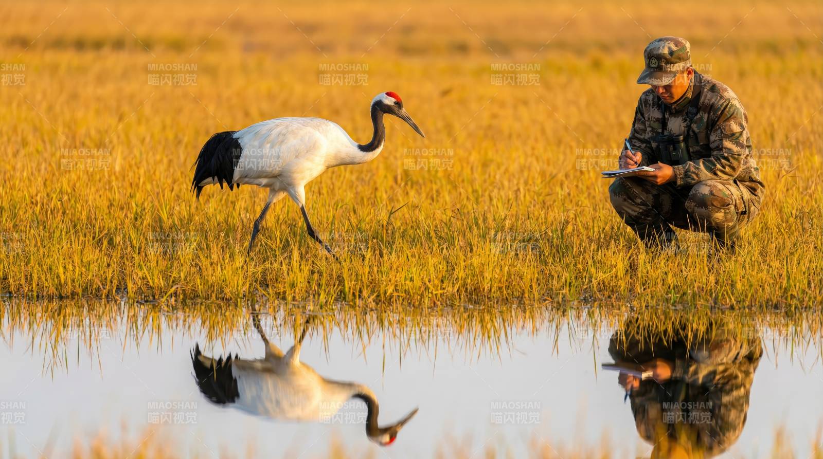 鹤影人踪水畔图片