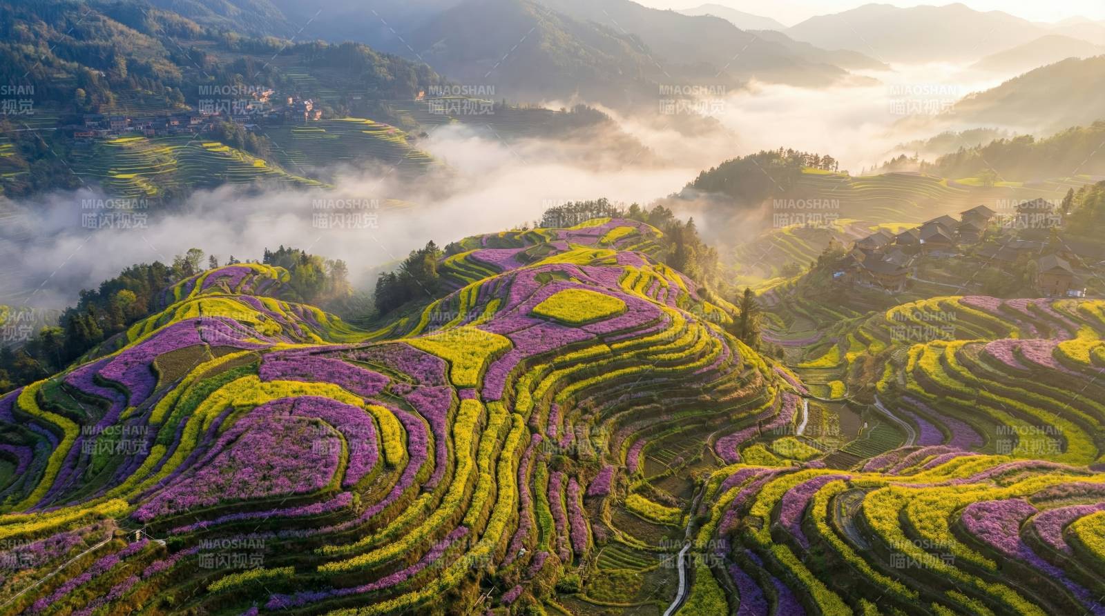 梯田花海晨雾图片