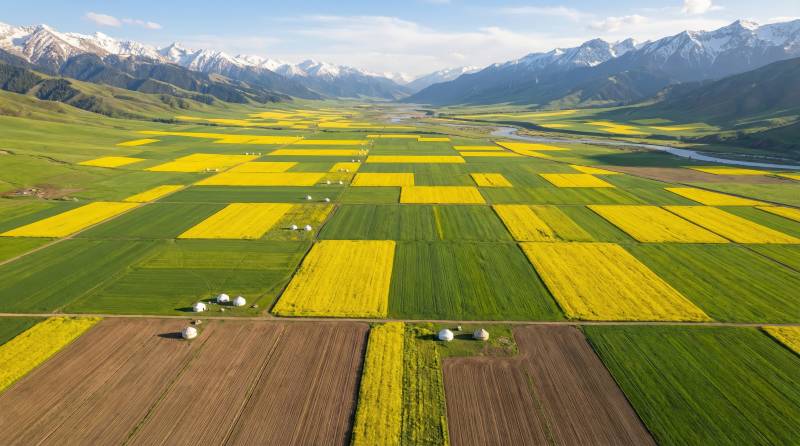 雪山下的花田画卷图片