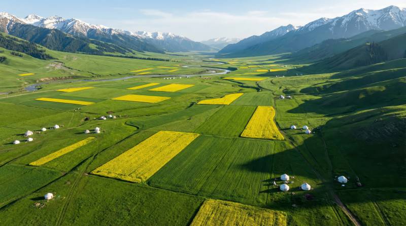 雪山下的金黄田野图片