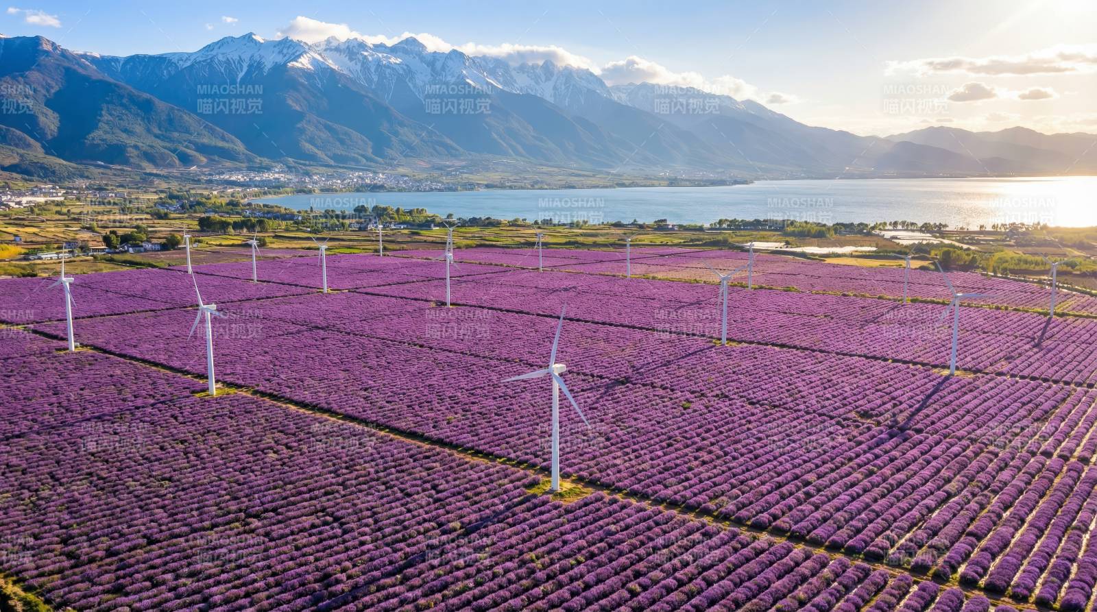 风车花海映雪山图片