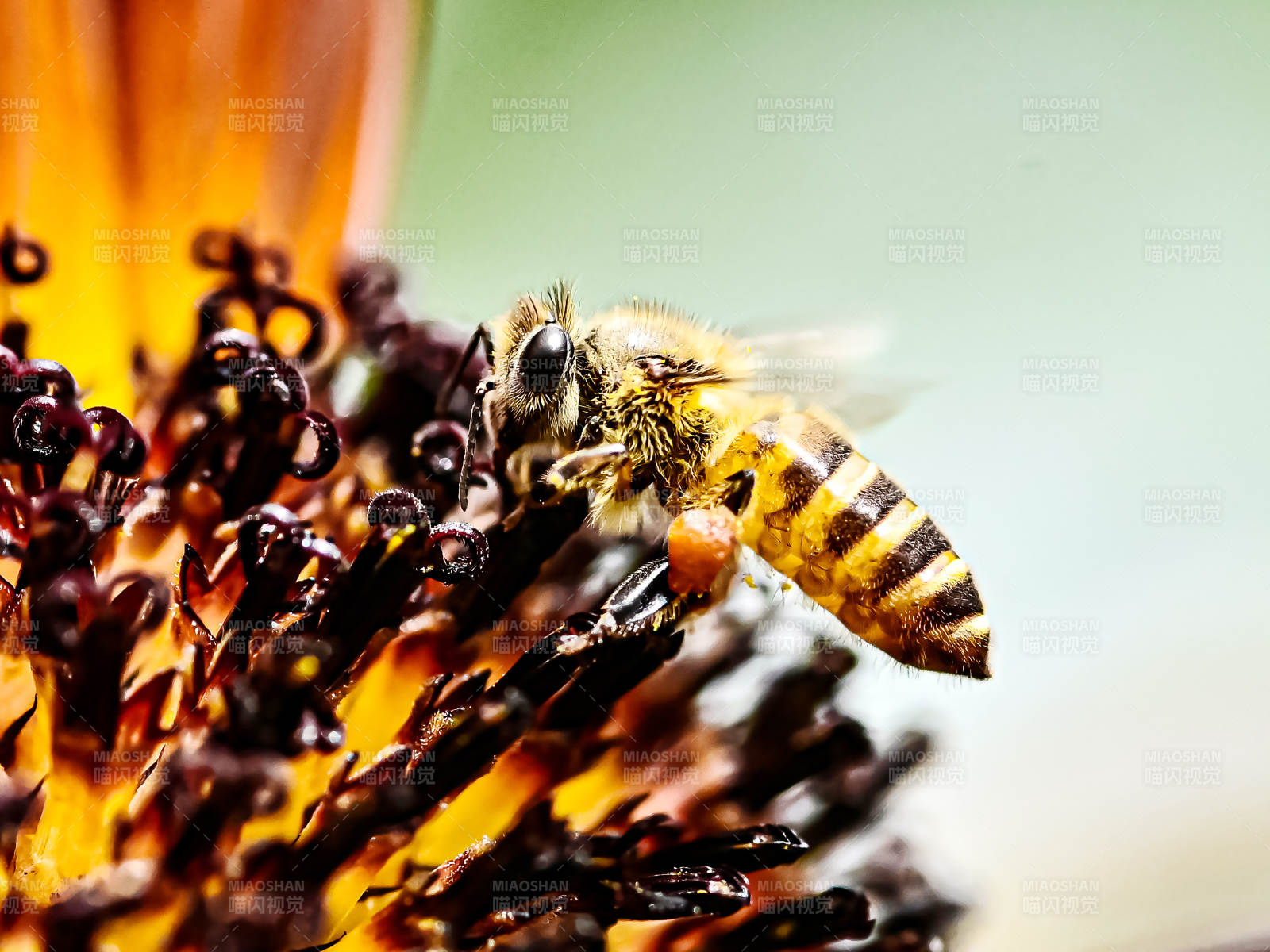 蜜蜂采蜜特写图片