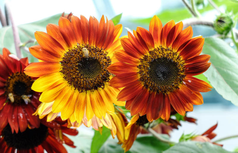 雨后绽放的橙色向日葵特写图片