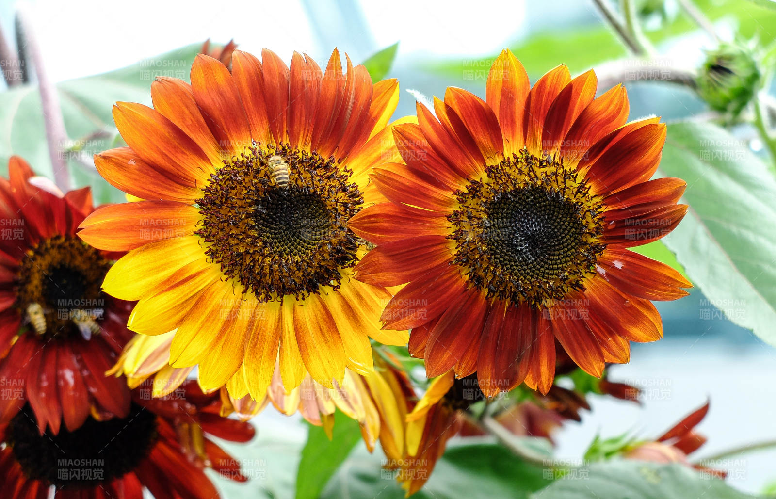 雨后绽放的橙色向日葵特写图片