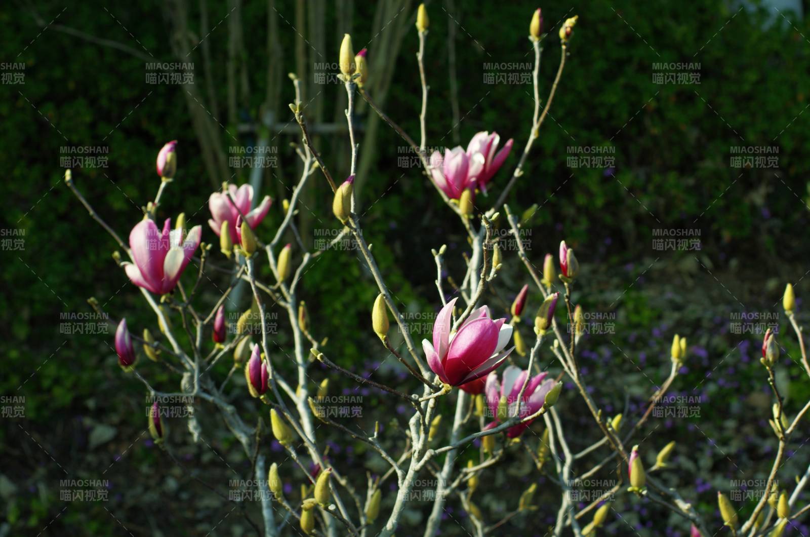 玉兰花绽放枝头图片