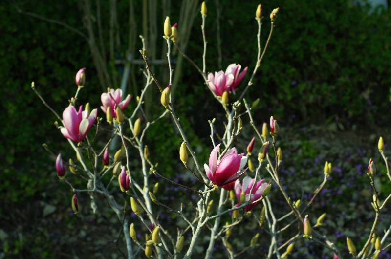 玉兰花绽放枝头图片