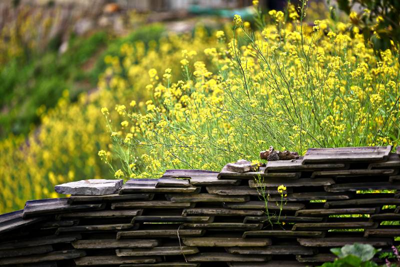 农夫的菜园子图片