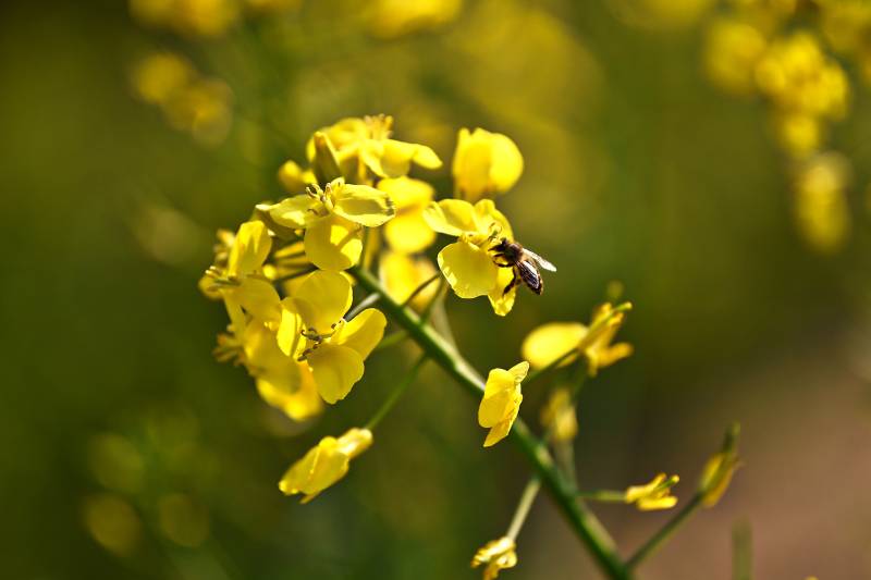 蜂采油菜花图片