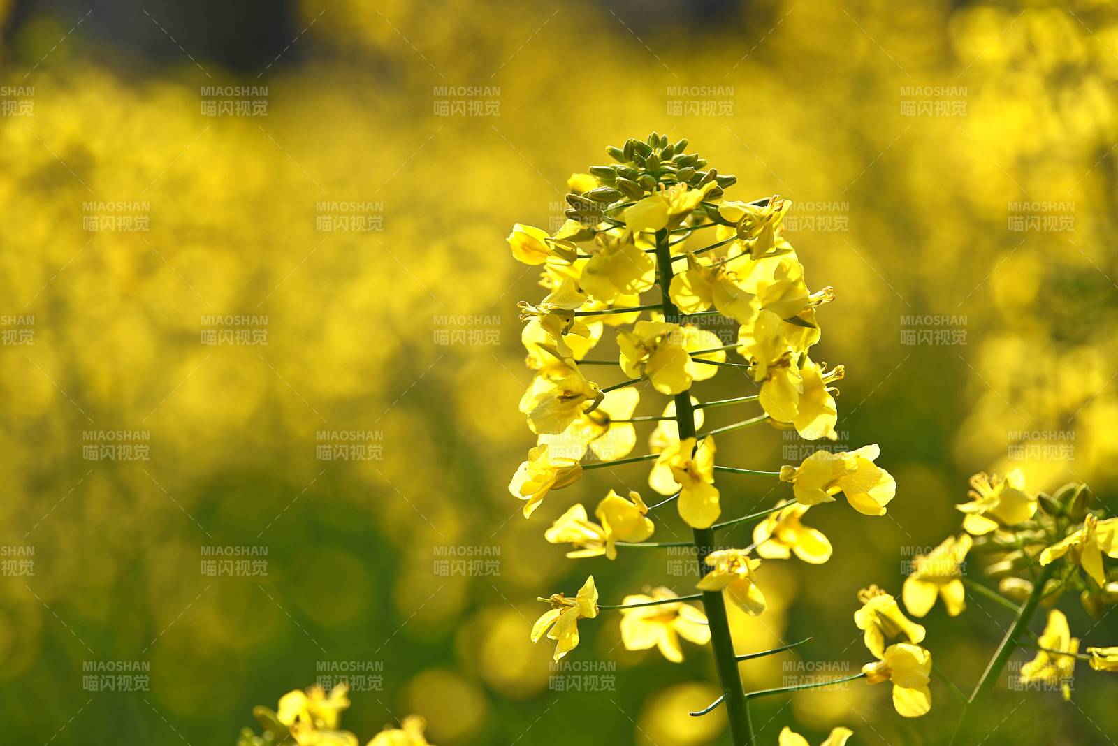 油菜花海绽放图片