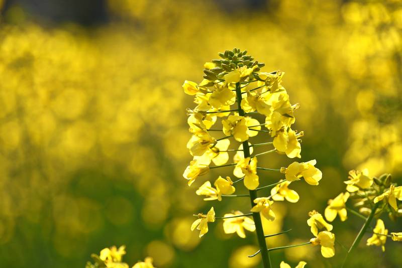 油菜花海绽放图片