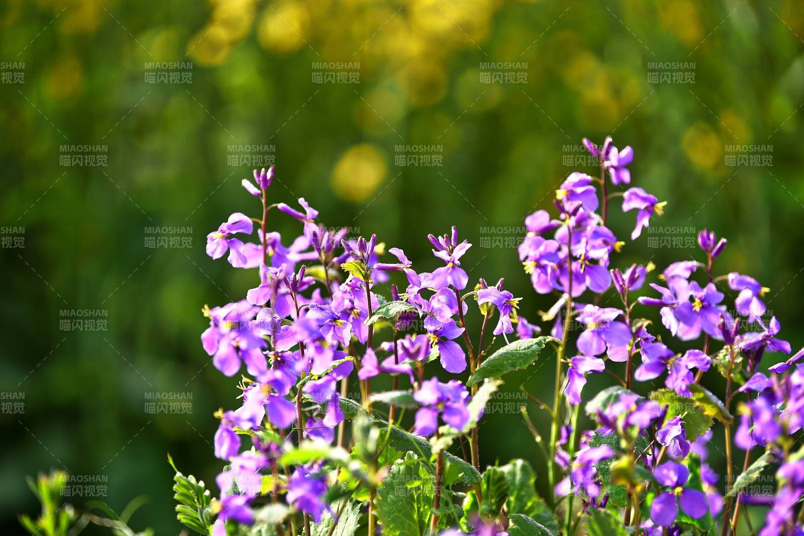 紫花绽放春意浓图片