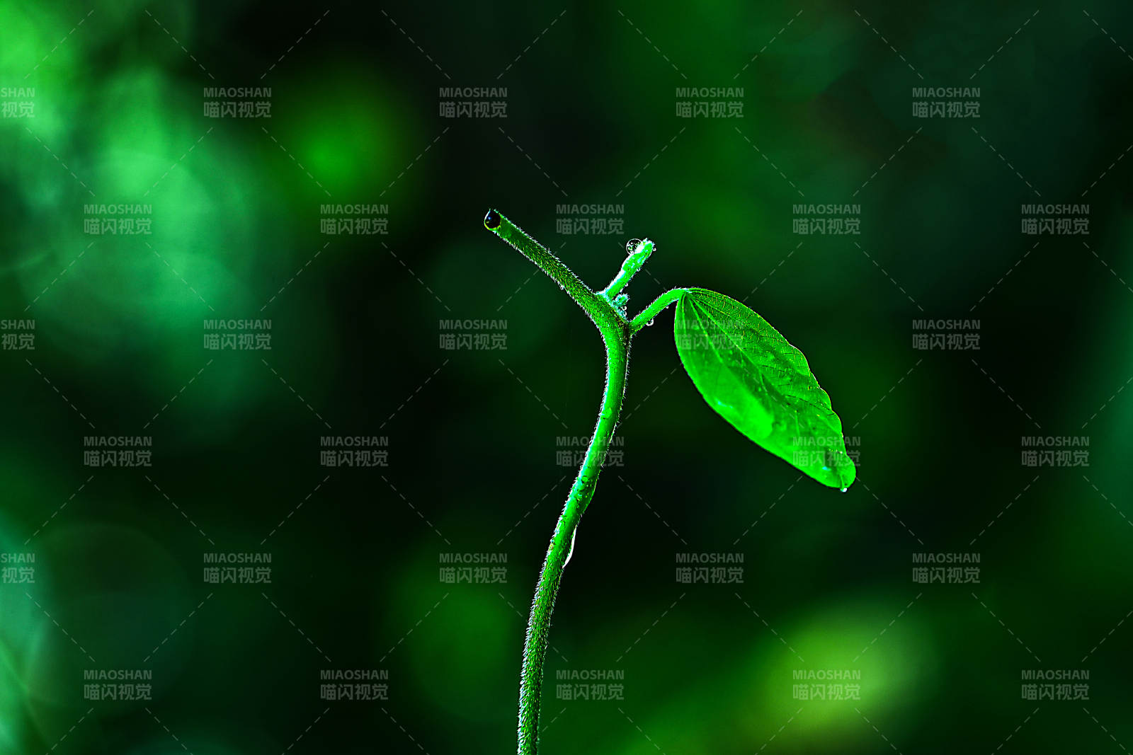 光影下生命的萌芽图片