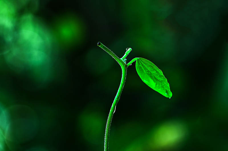 光影下生命的萌芽图片