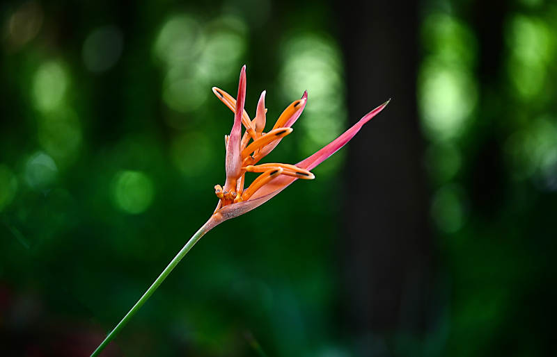 光影下的鹤望兰绽放图片