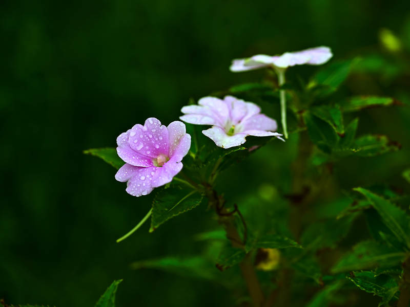 雨后盛开的粉色凤仙花特写图片