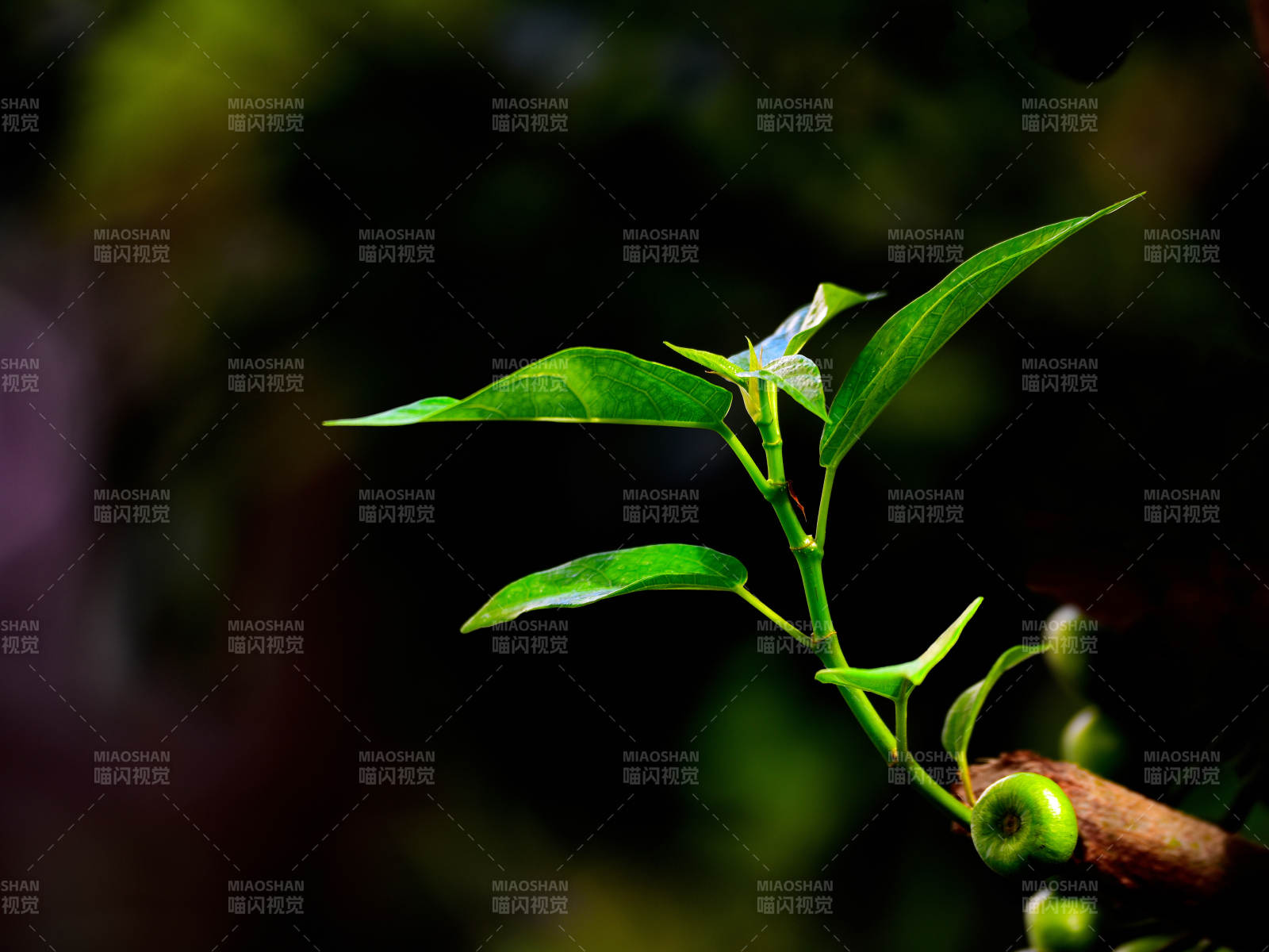 阳光下的杂色榕新芽与果实图片