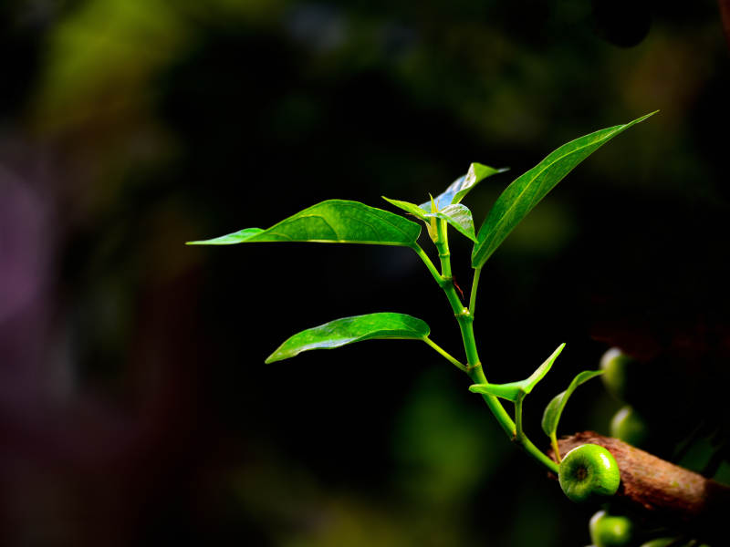阳光下的杂色榕新芽与果实图片