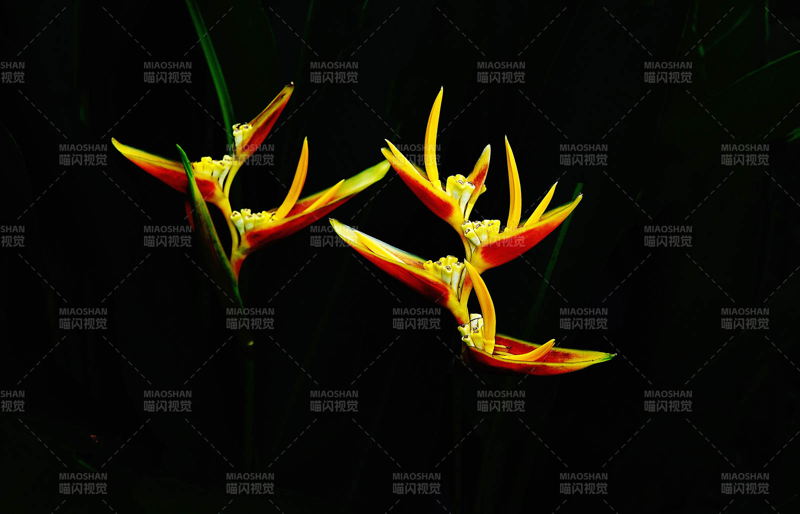 光影下的天堂鸟绽放图片