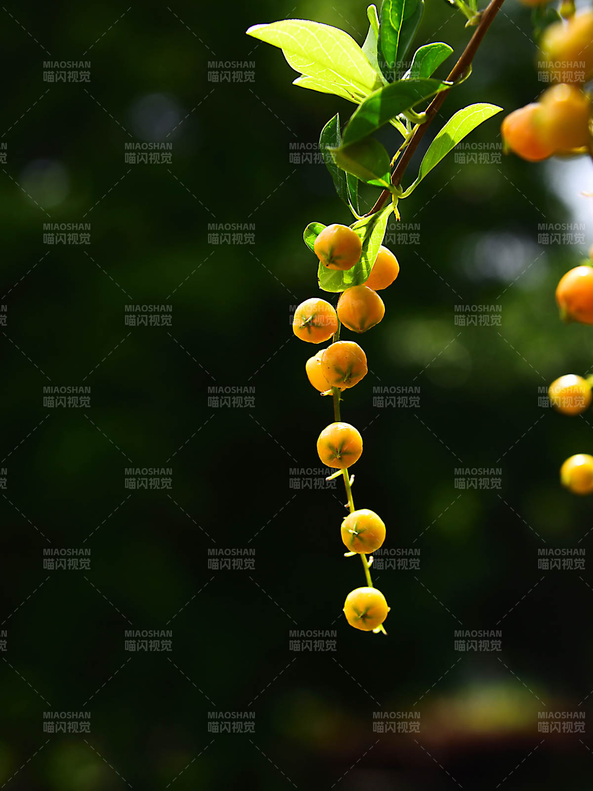 阳光下悬挂枝头的金色果实特写图片