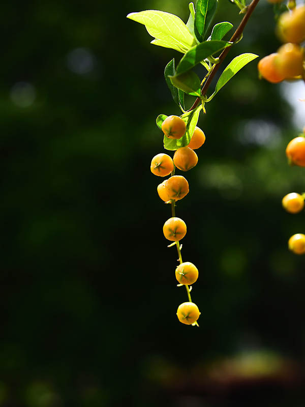 阳光下悬挂枝头的金色果实特写图片