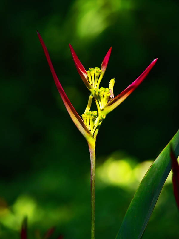 光影下的鹤望兰绽放图片